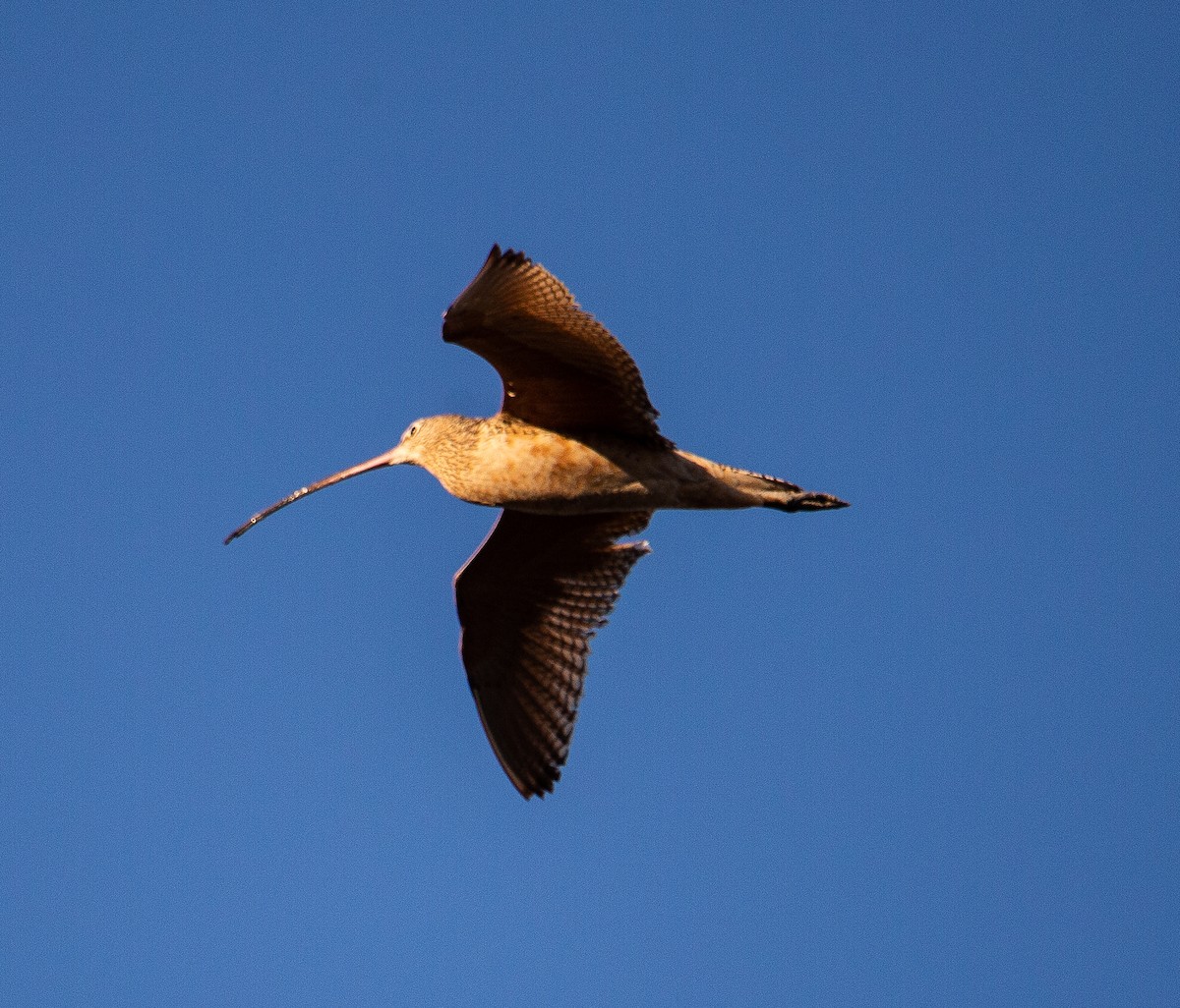 Long-billed Curlew - ML616884733