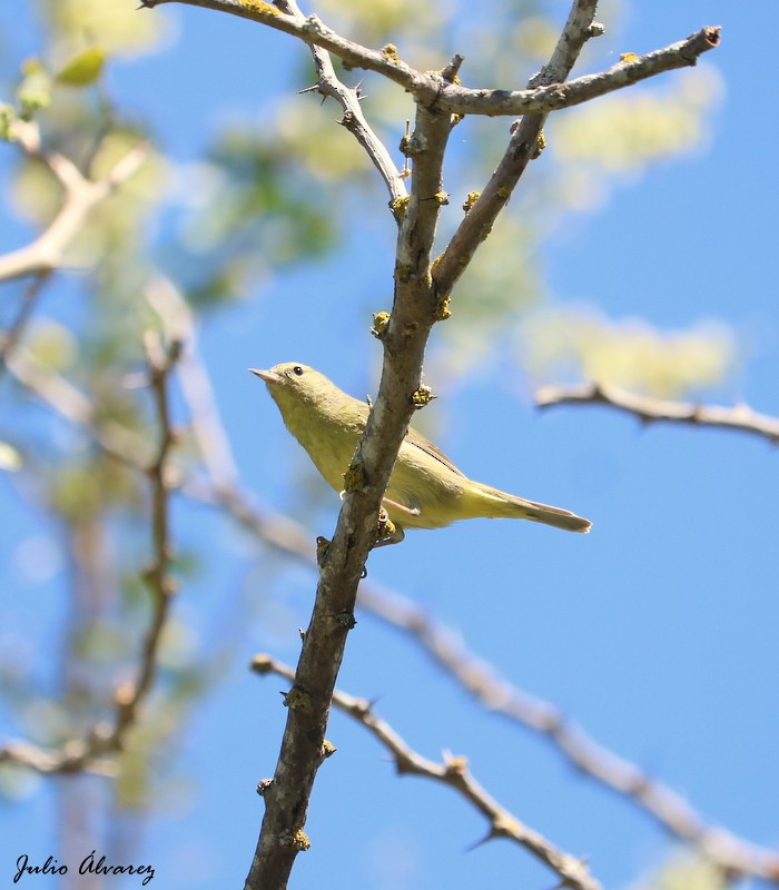 Orange-crowned Warbler - Julio Alejandro Alvarez Ruiz