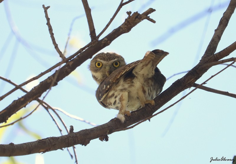 Ferruginous Pygmy-Owl - Julio Alejandro Alvarez Ruiz