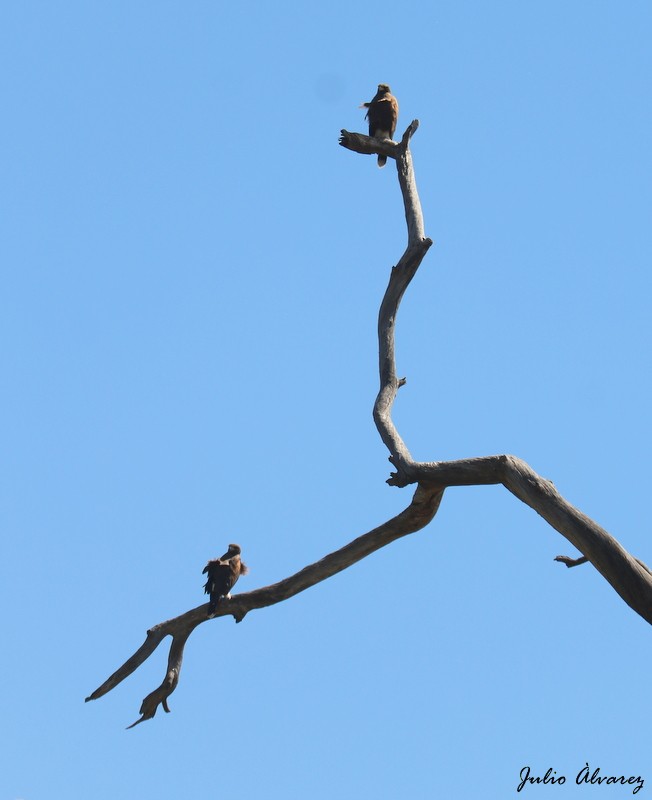 Harris's Hawk - ML616884756