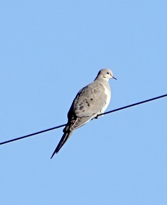 Mourning Dove - ML616884846