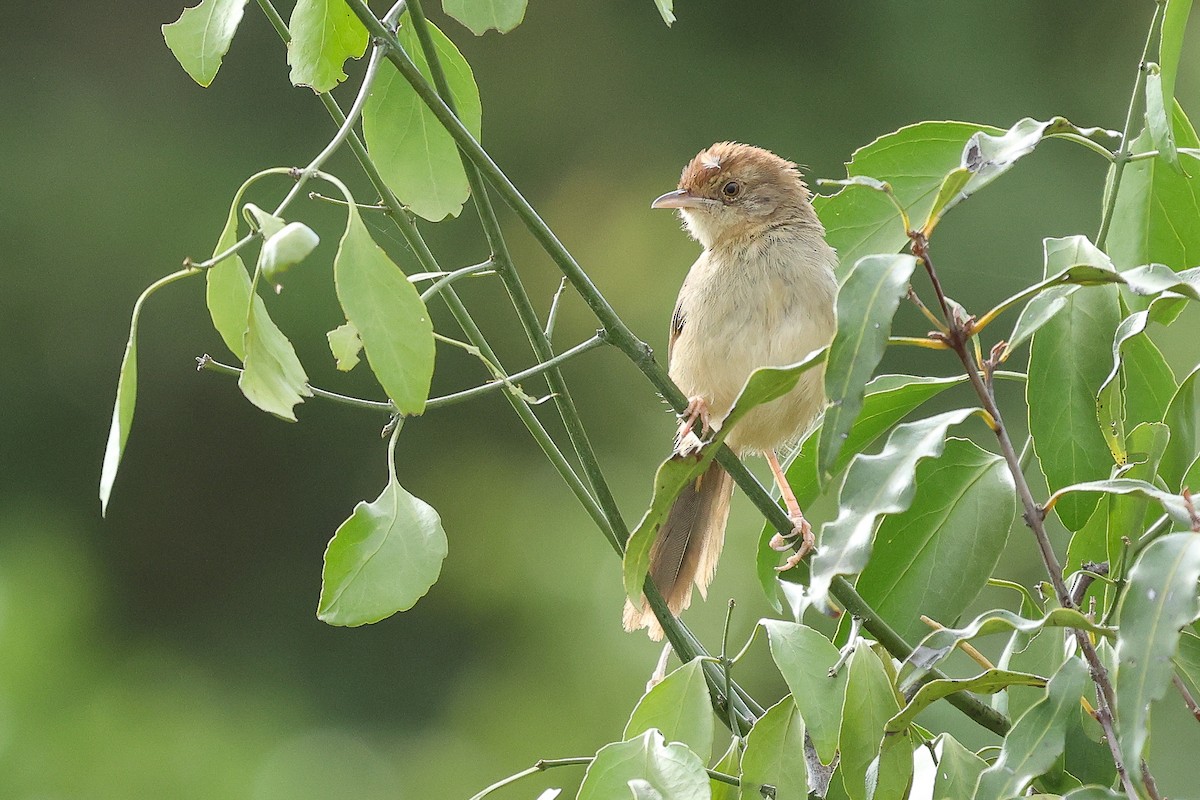 Red-faced Cisticola - ML616884874