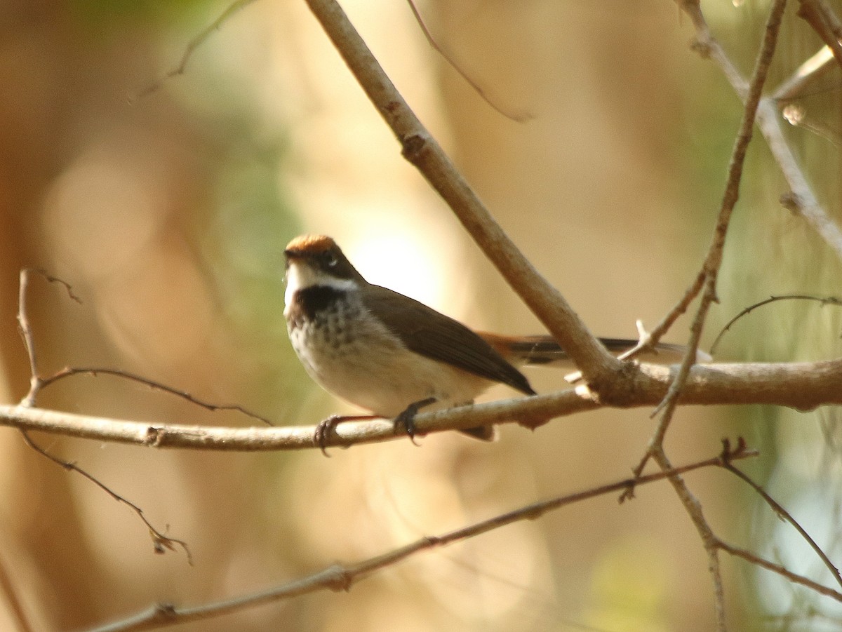 Arafura Fantail - David  Mules