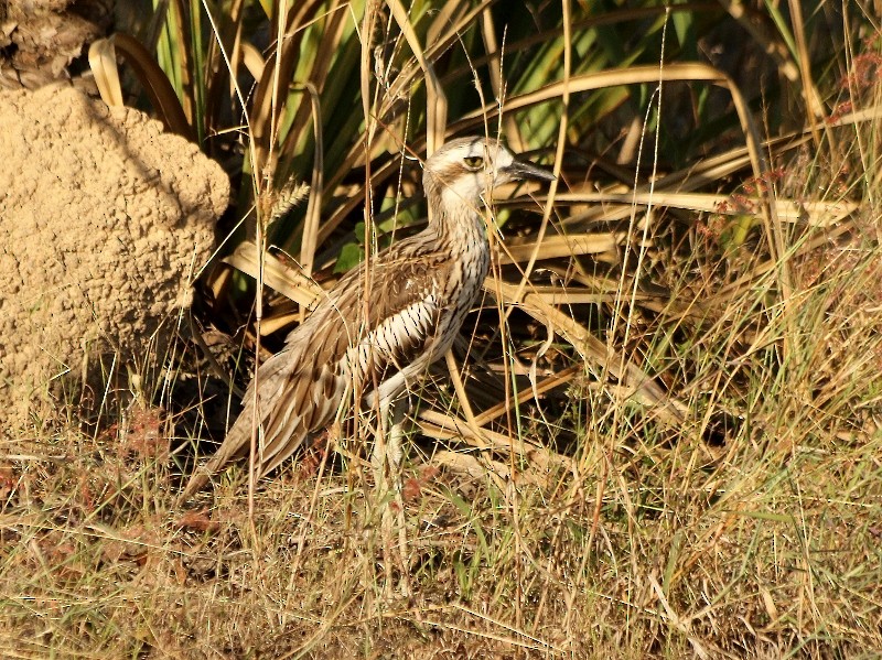 Bush Thick-knee - ML616884926