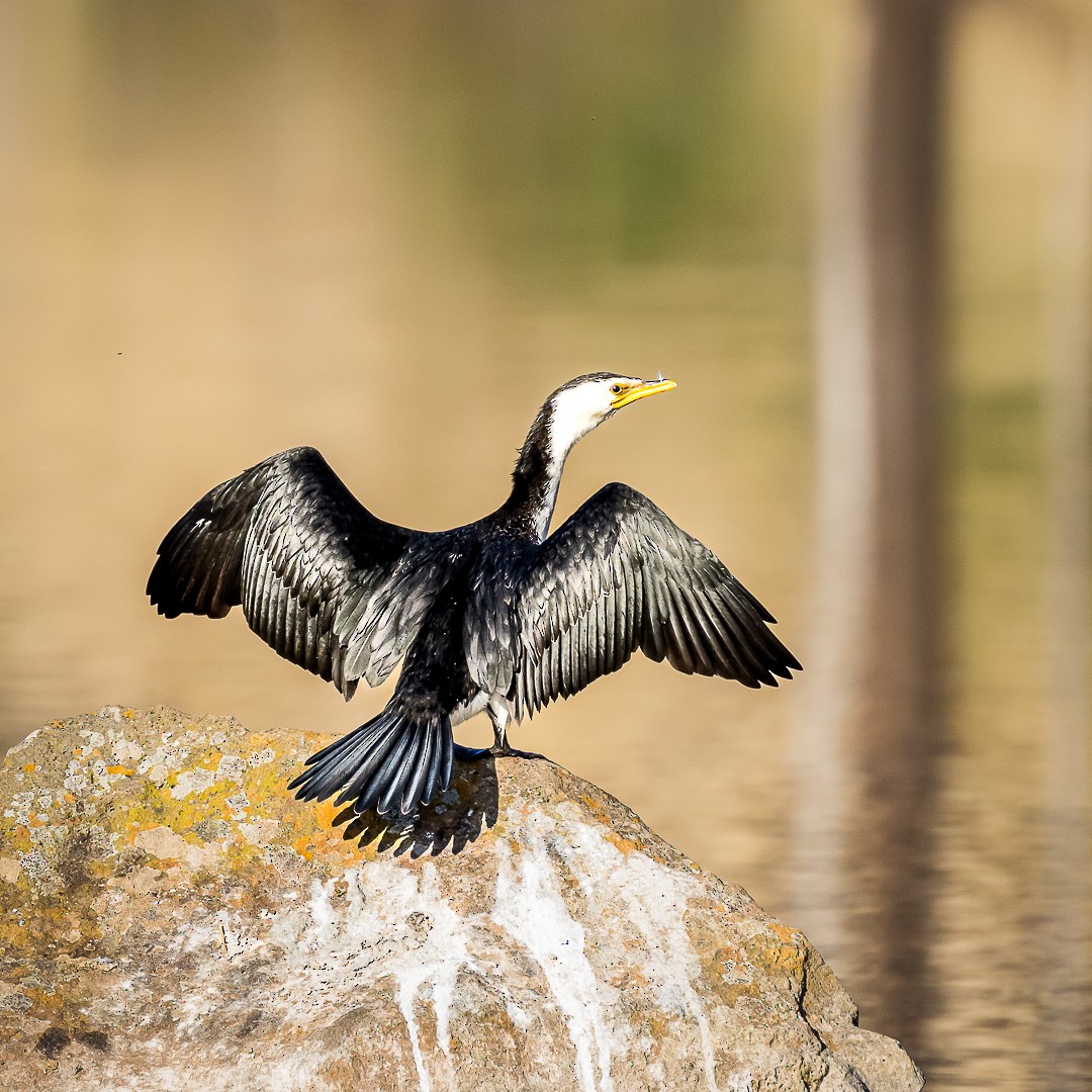 Little Pied Cormorant - ML616884929