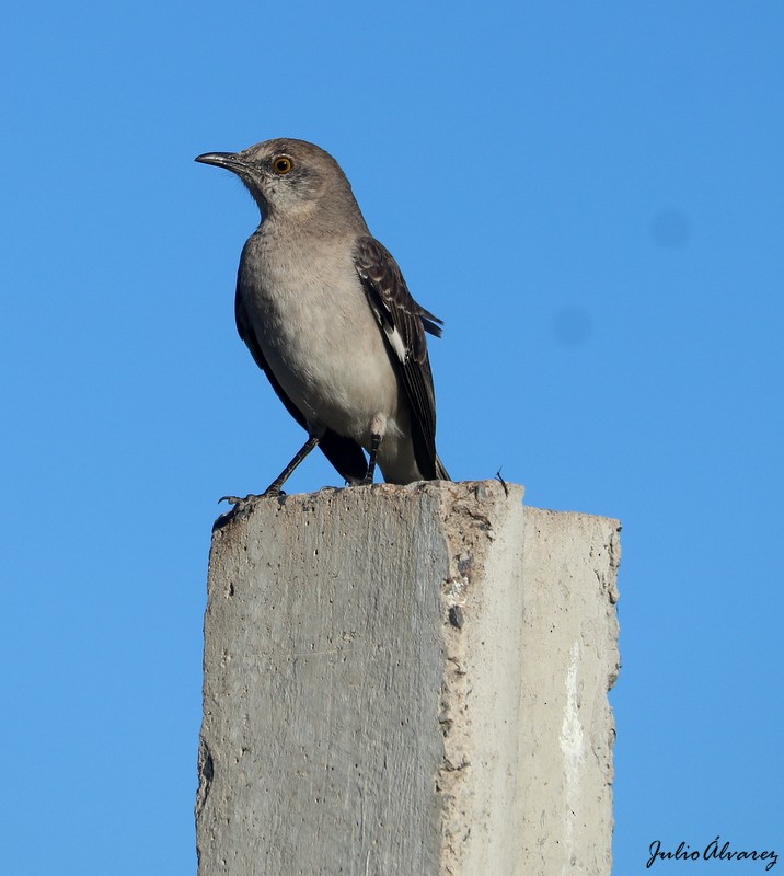 Northern Mockingbird - ML616884942