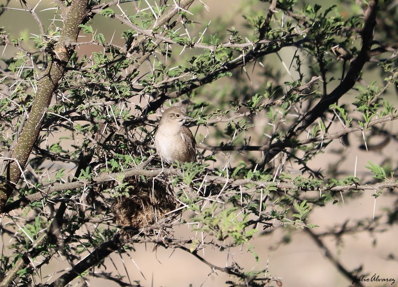 House Wren - ML616884944