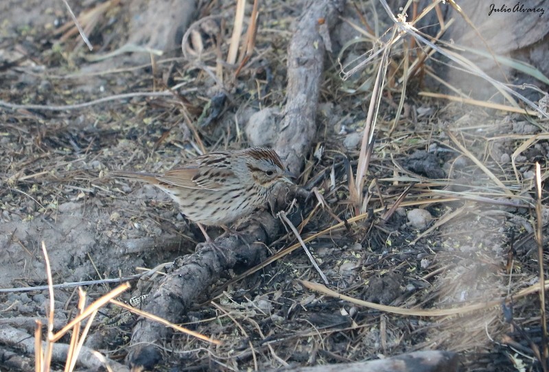 Lincoln's Sparrow - ML616884946