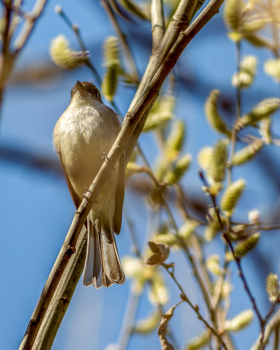 Eastern Phoebe - ML616884950