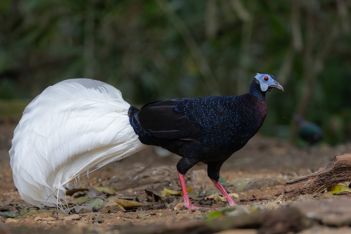 Bulwer's Pheasant - ML616884956