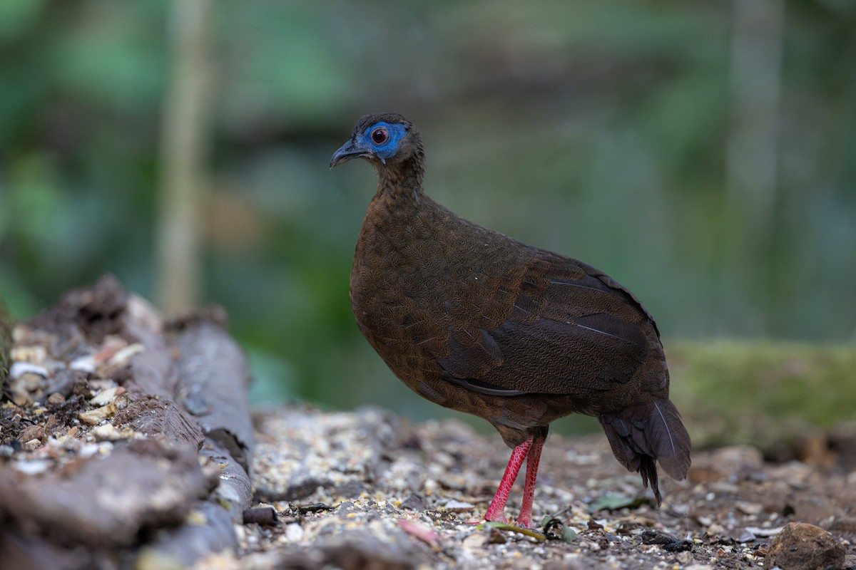 Bulwer's Pheasant - Yann Muzika