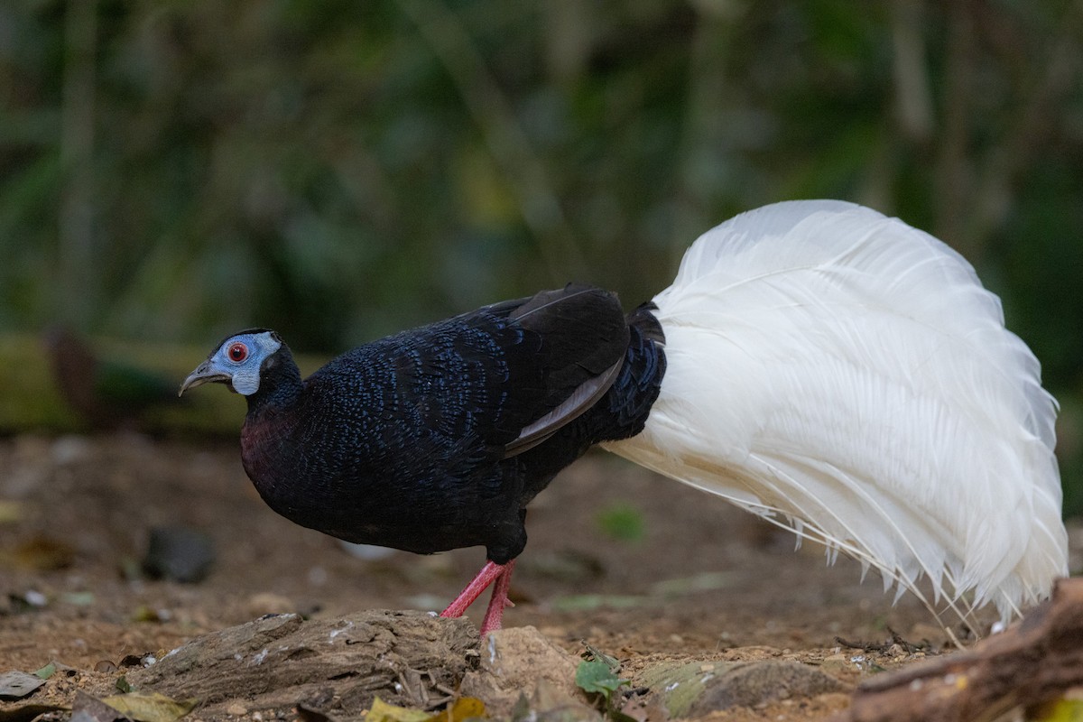 Bulwer's Pheasant - Yann Muzika