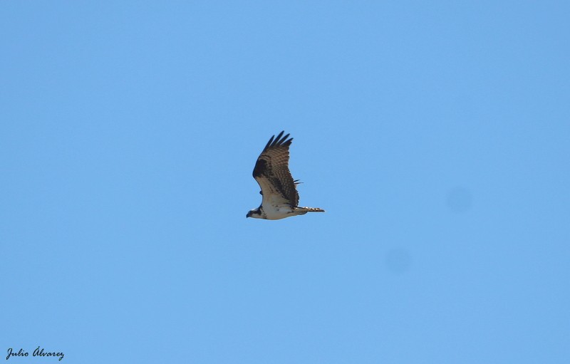 Balbuzard pêcheur - ML616884963