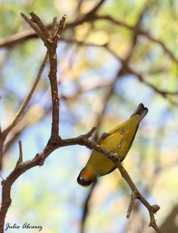 Elegant Euphonia - ML616884974