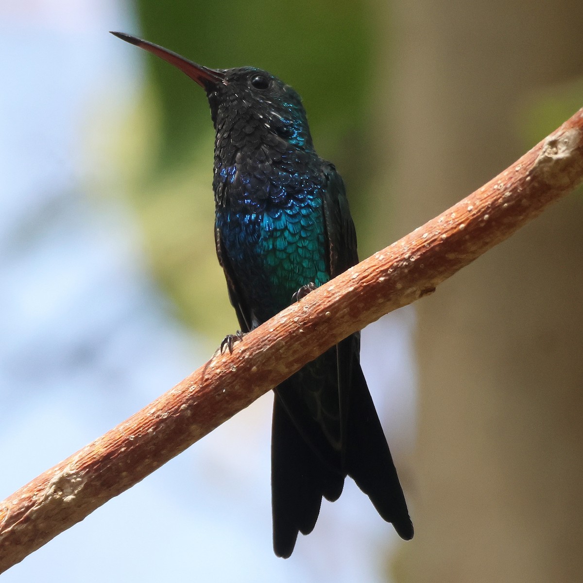 Shining-green Hummingbird - ML616884978