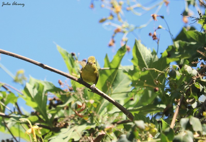 Vireo Dorado - ML616884985