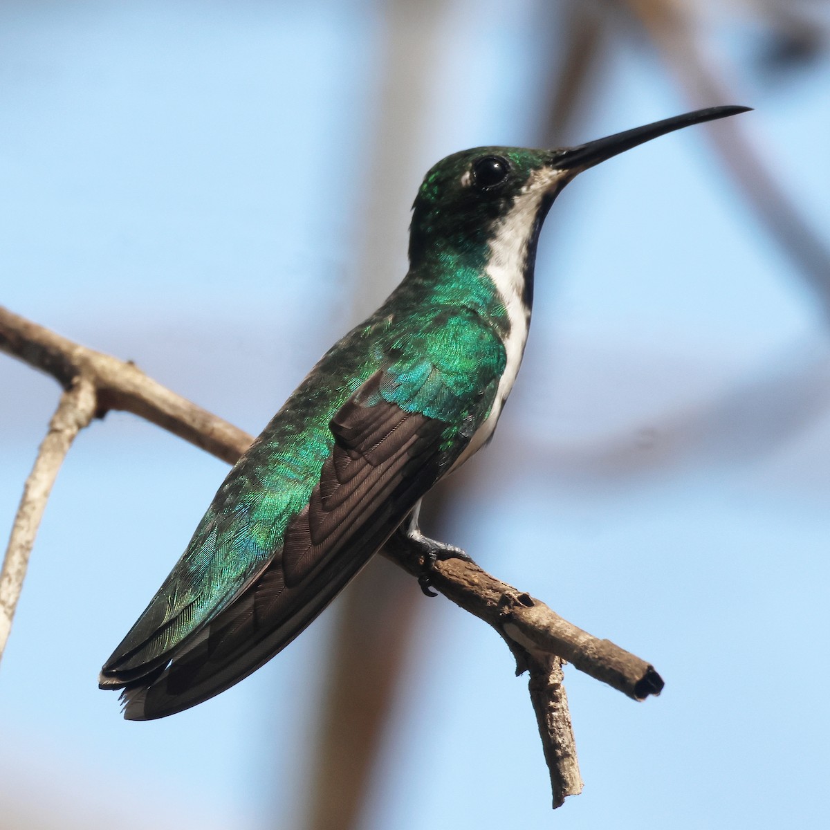 kolibřík tropický - ML616884992