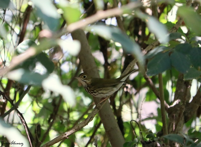 Ovenbird - ML616884995