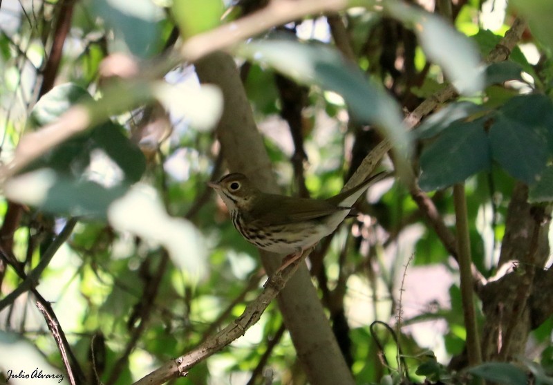 Ovenbird - ML616884996