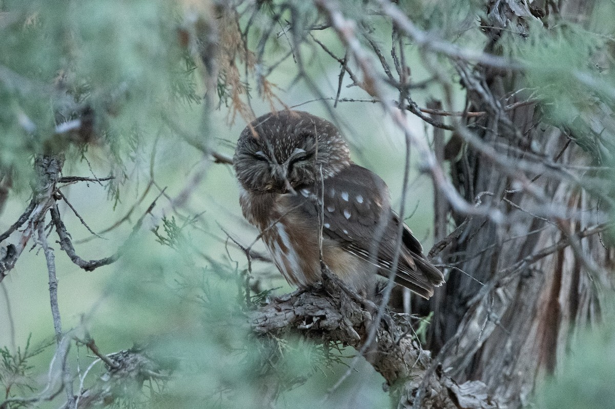 アメリカキンメフクロウ - ML616885012