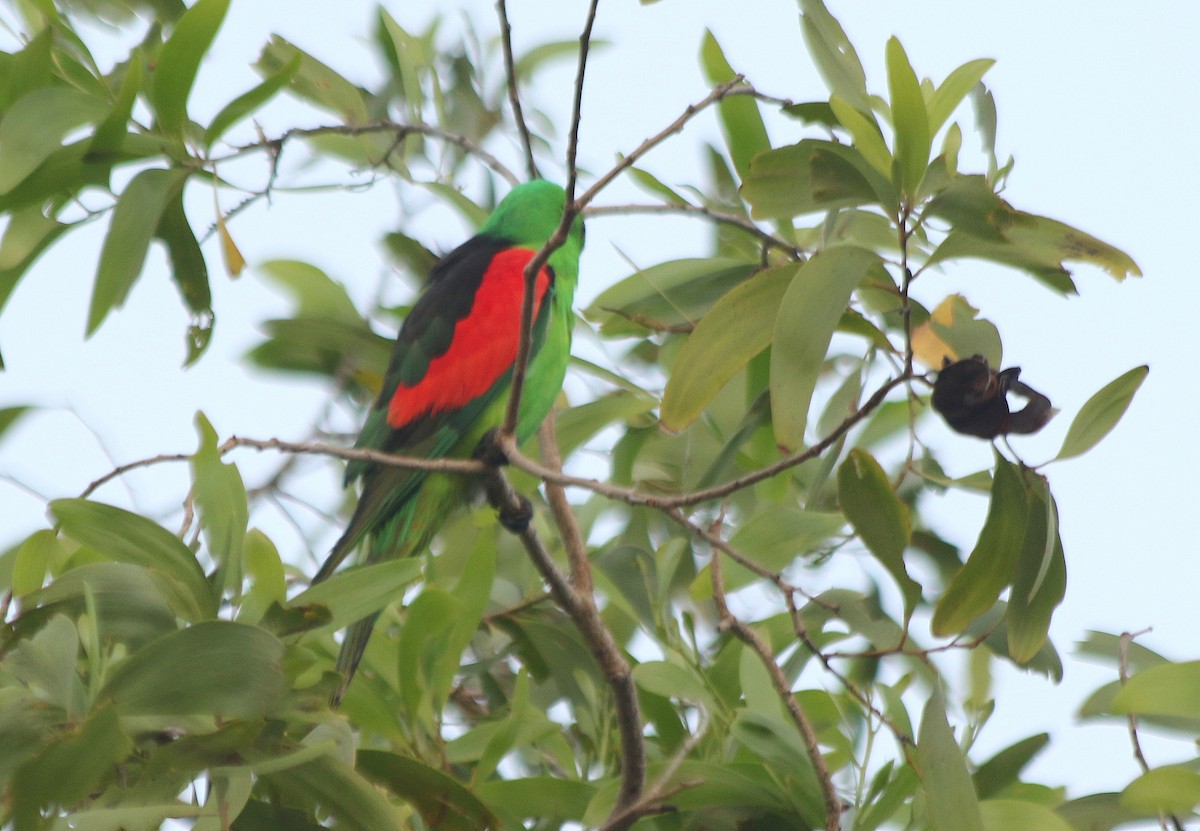 Red-winged Parrot - David  Mules