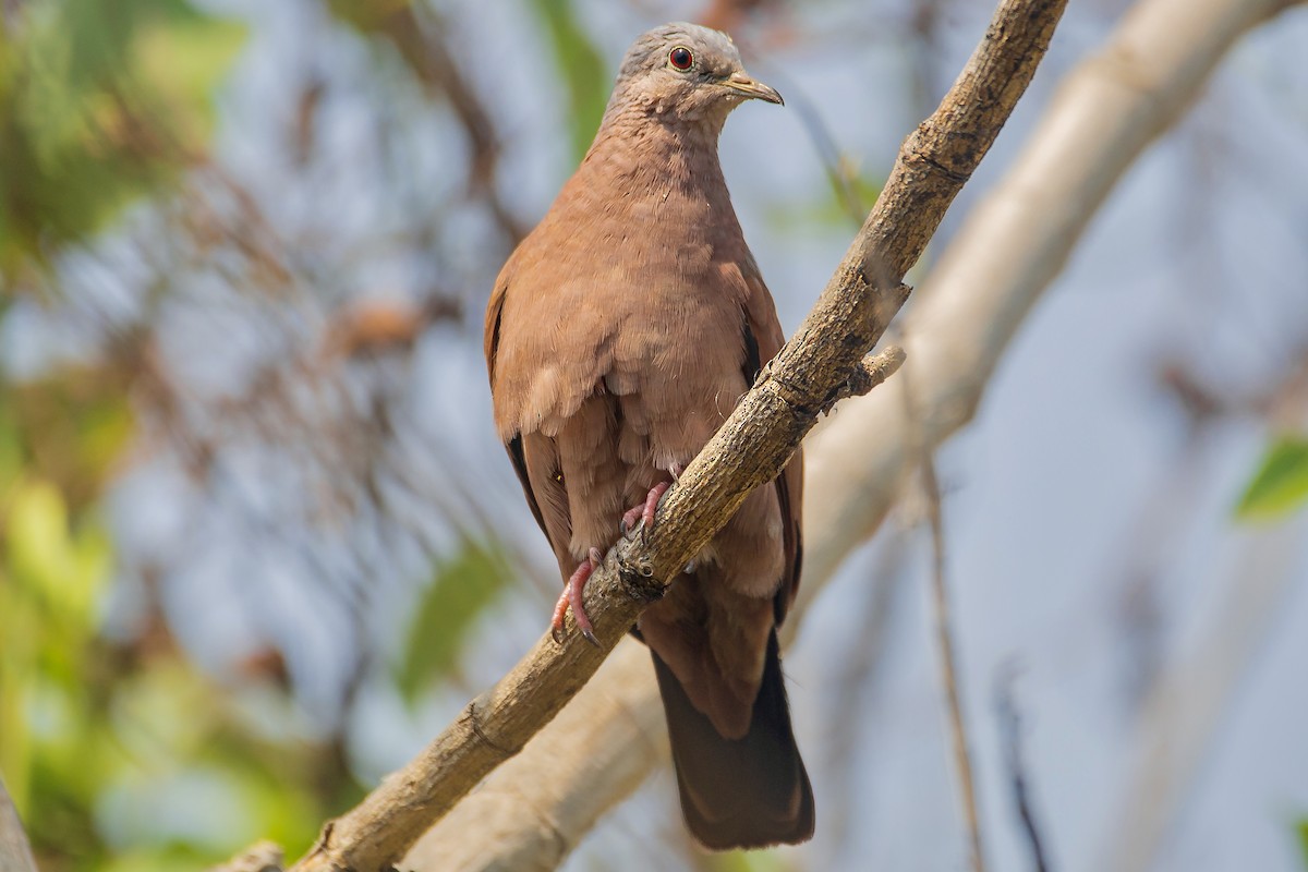 Ruddy Ground Dove - ML616885106