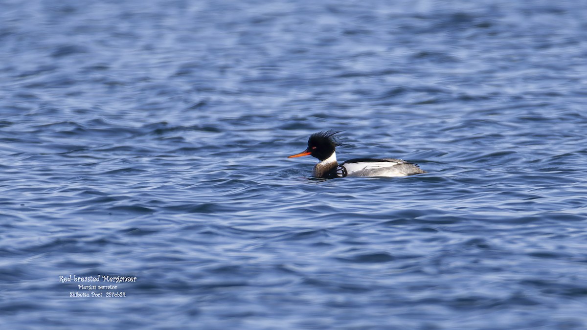 Red-breasted Merganser - ML616885129