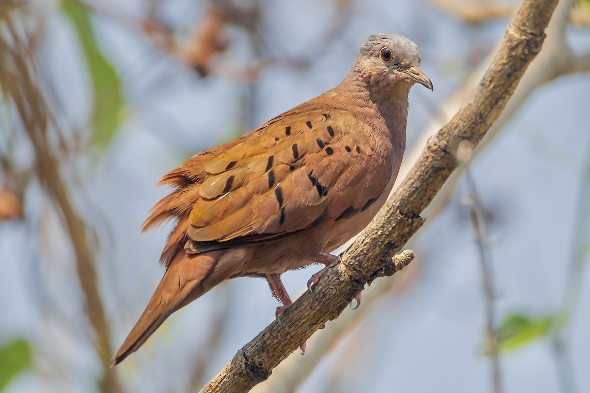 Ruddy Ground Dove - Enrique Mejía