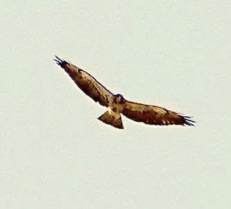 Swainson's Hawk - ML616885161
