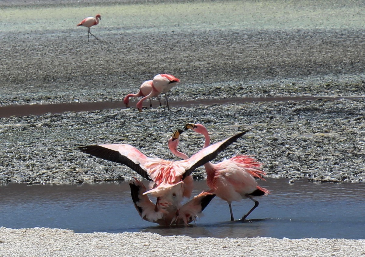 James's Flamingo - Pierina A. Bermejo