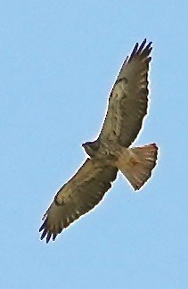 Swainson's Hawk - ML616885163