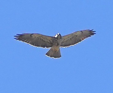 Swainson's Hawk - ML616885172