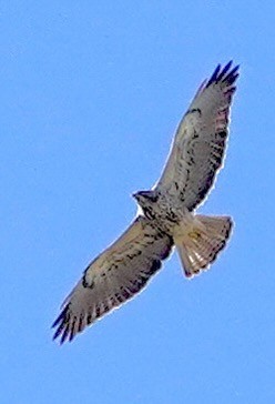 Swainson's Hawk - ML616885176