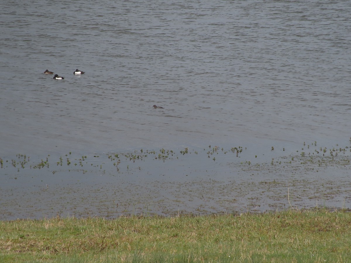 Bufflehead - ML616885186