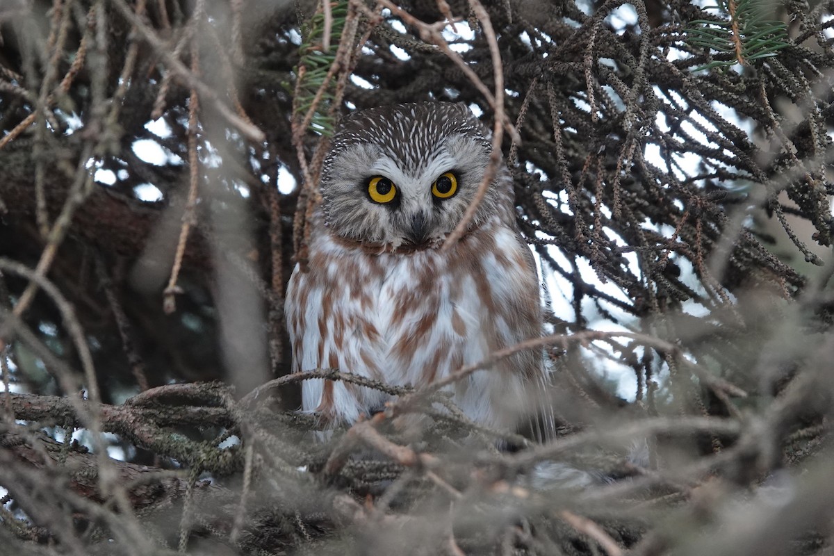 Kızıl Benekli Baykuş (acadicus) - ML616885189