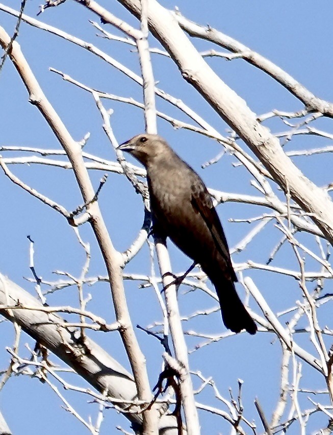 Brown-headed Cowbird - ML616885204