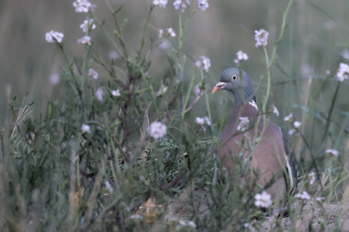 Common Wood-Pigeon - ML616885265