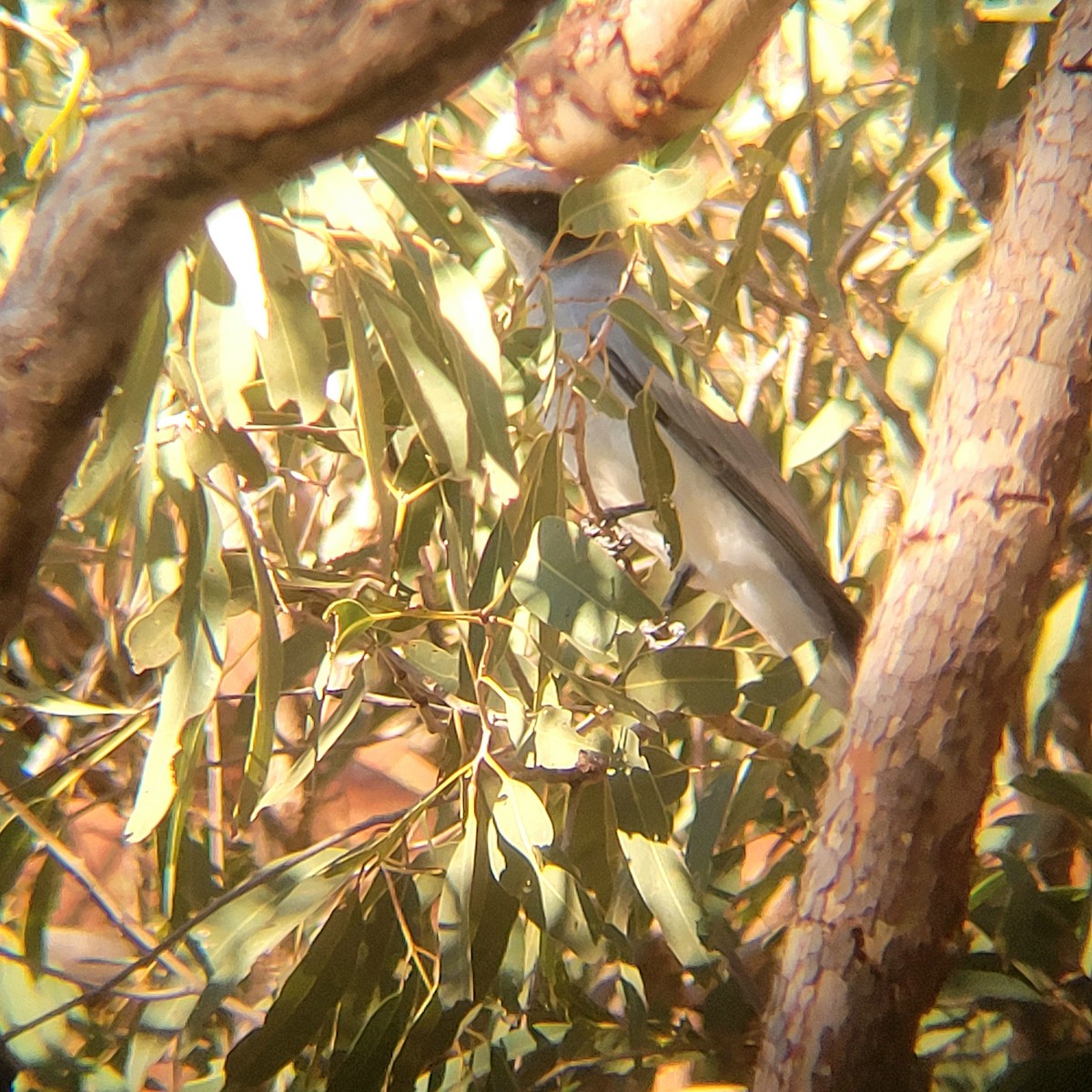 Black-faced Cuckooshrike - ML616885271