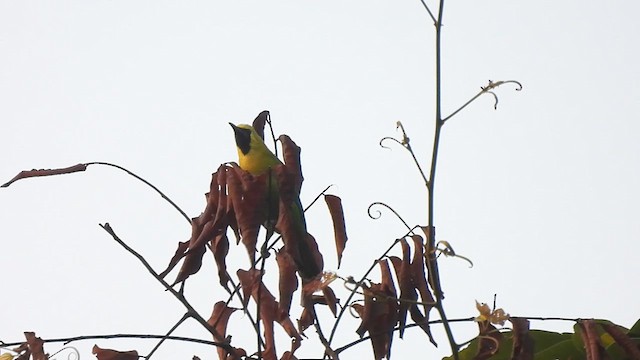 Blue-winged Leafbird - ML616885374