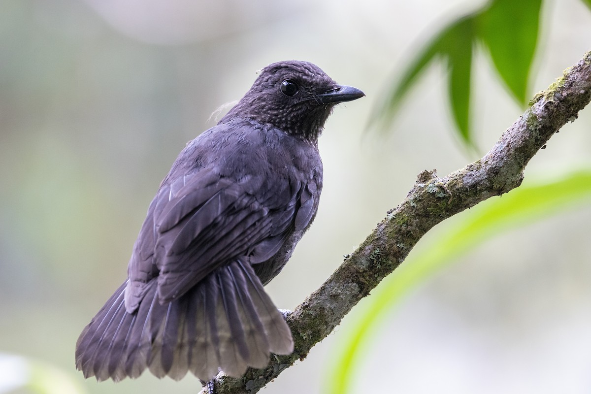 Bornean Whistling-Thrush - Yann Muzika