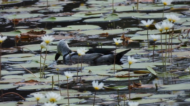 Cotton Pygmy-Goose - ML616885449