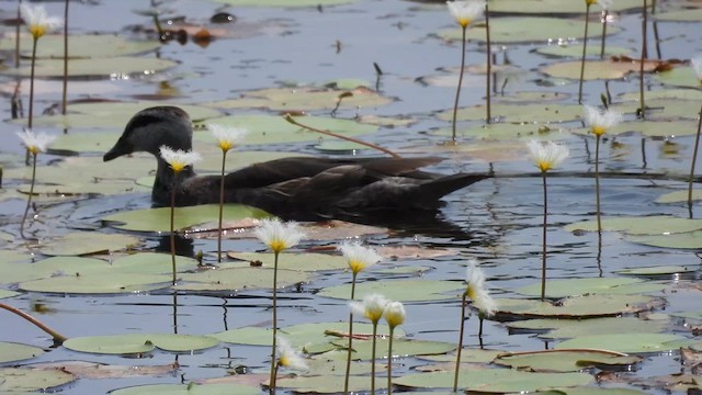 Cotton Pygmy-Goose - ML616885450