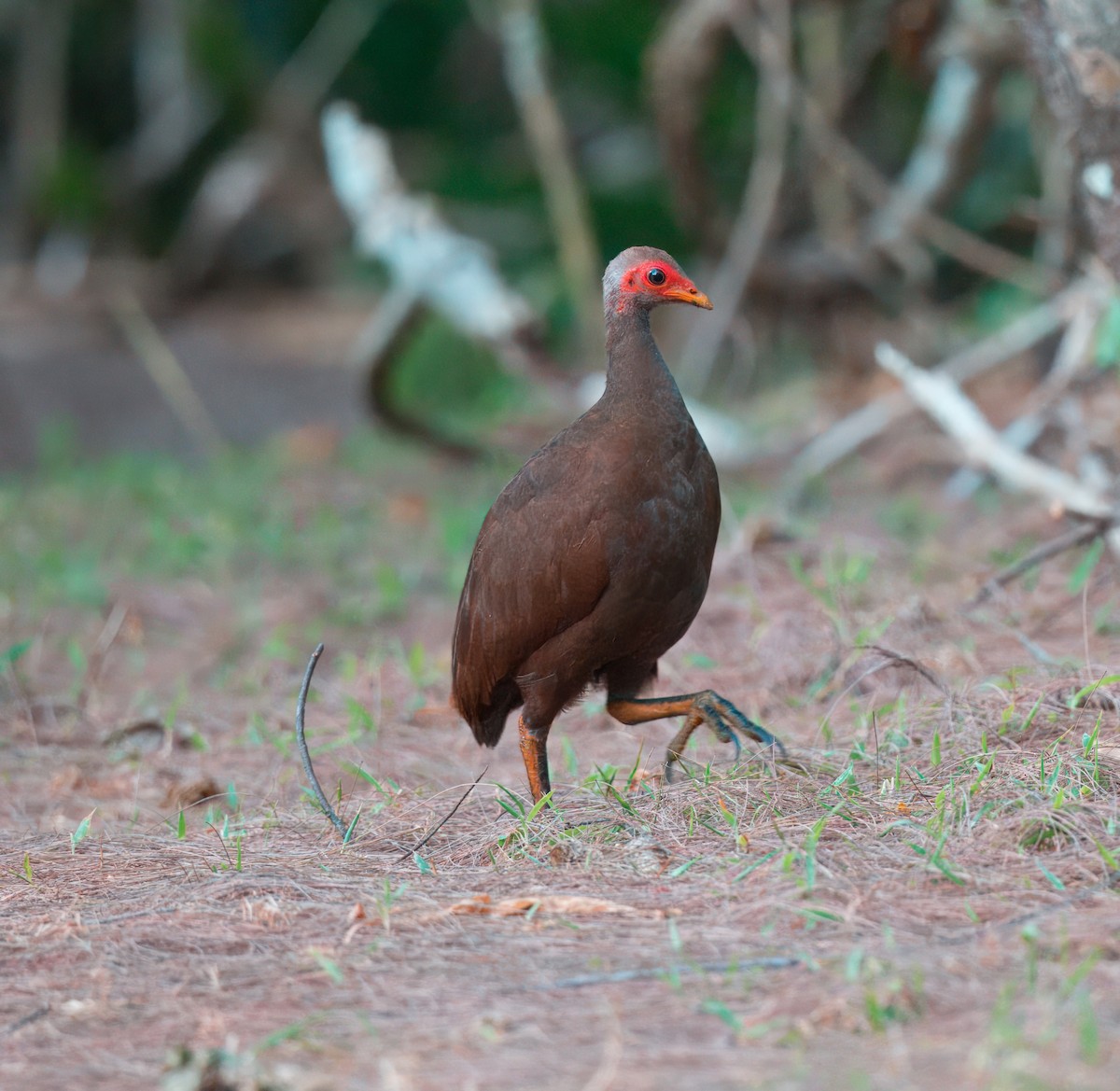 Nikobaren-Großfußhuhn - ML616885489