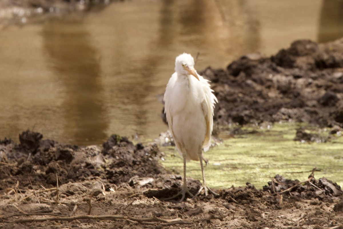 Чапля єгипетська (підвид ibis) - ML616885495