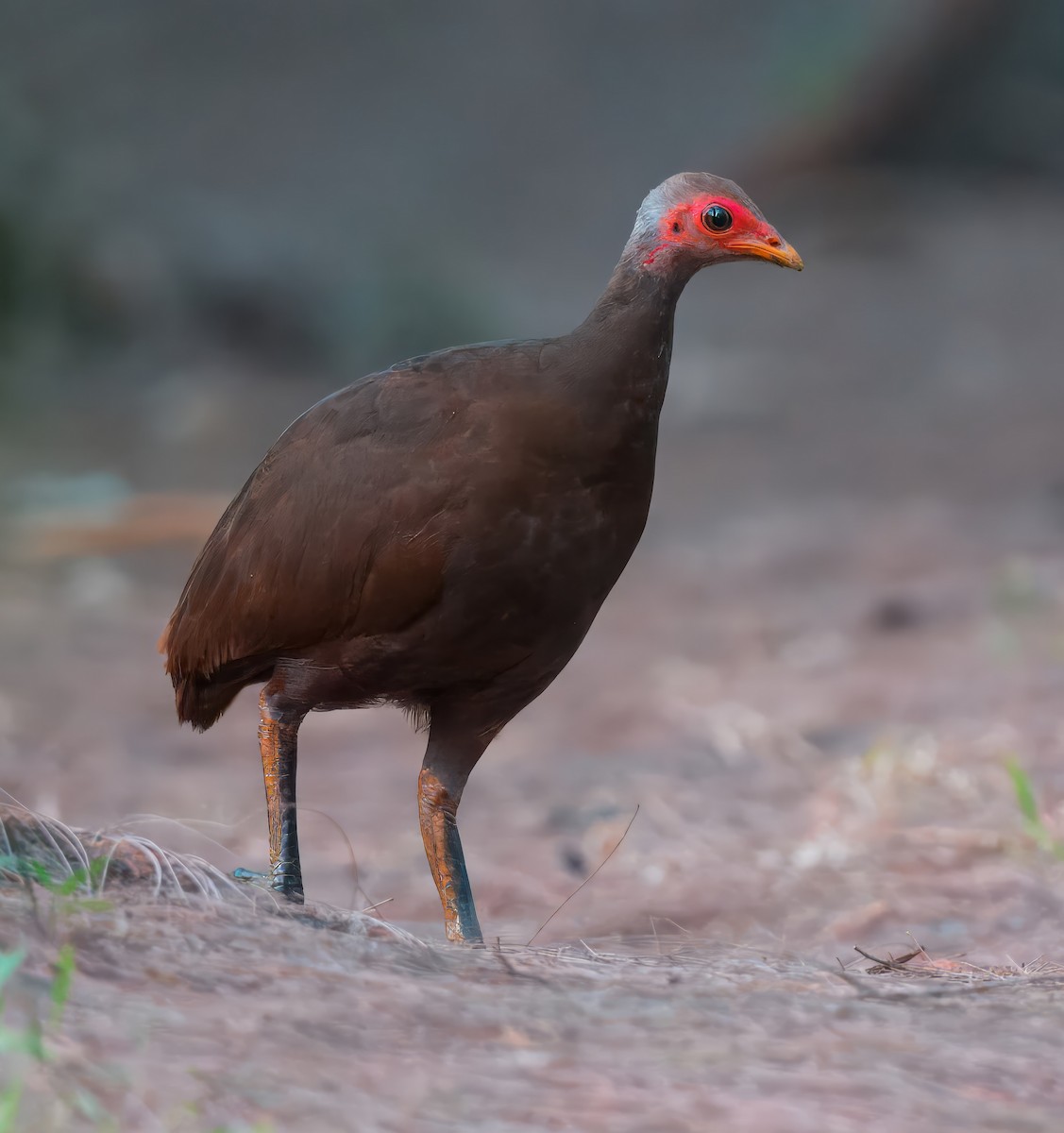 Nikobaren-Großfußhuhn - ML616885499