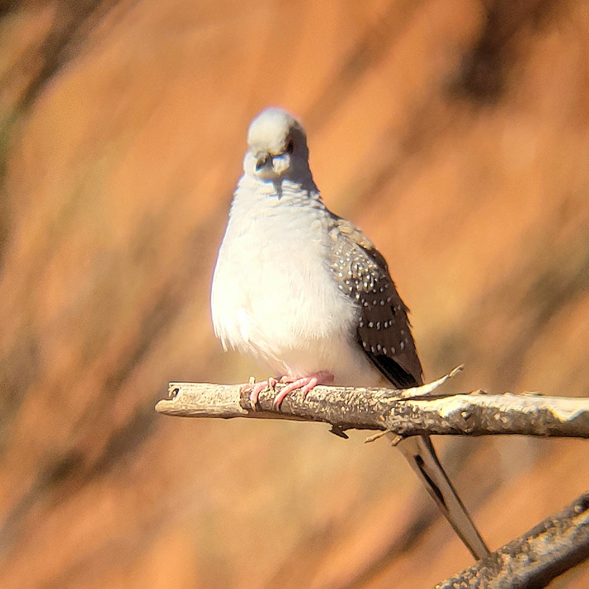 Diamond Dove - ML616885506