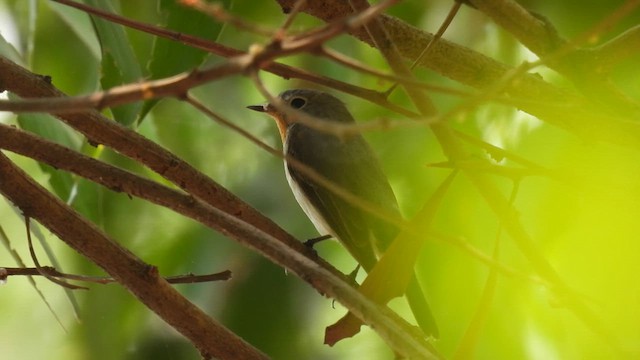 Taiga Flycatcher - ML616885514