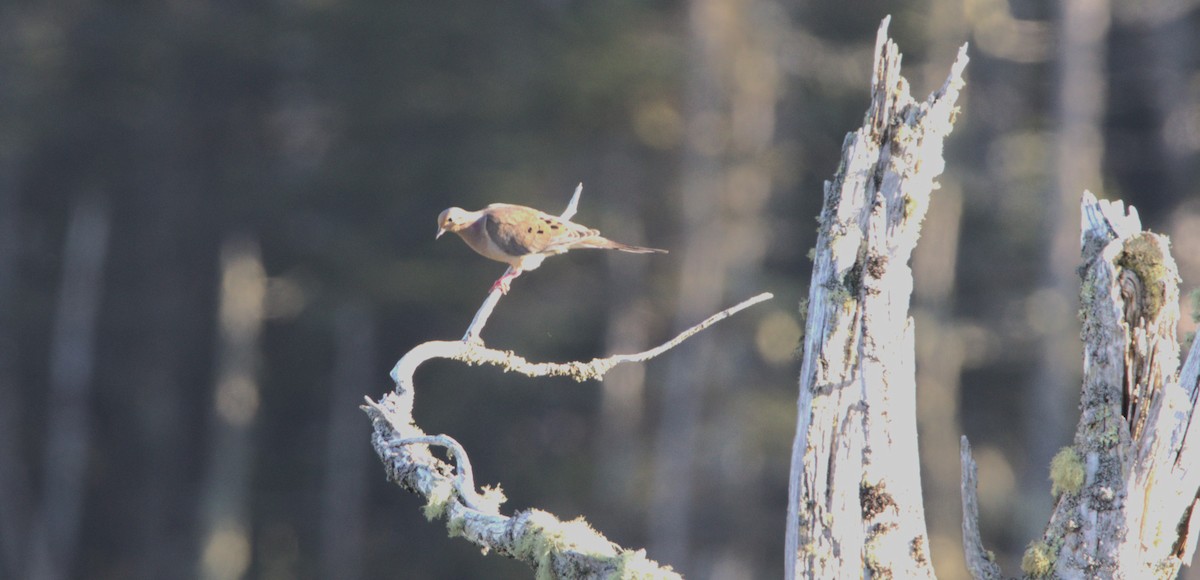 Mourning Dove - Diane Eubanks