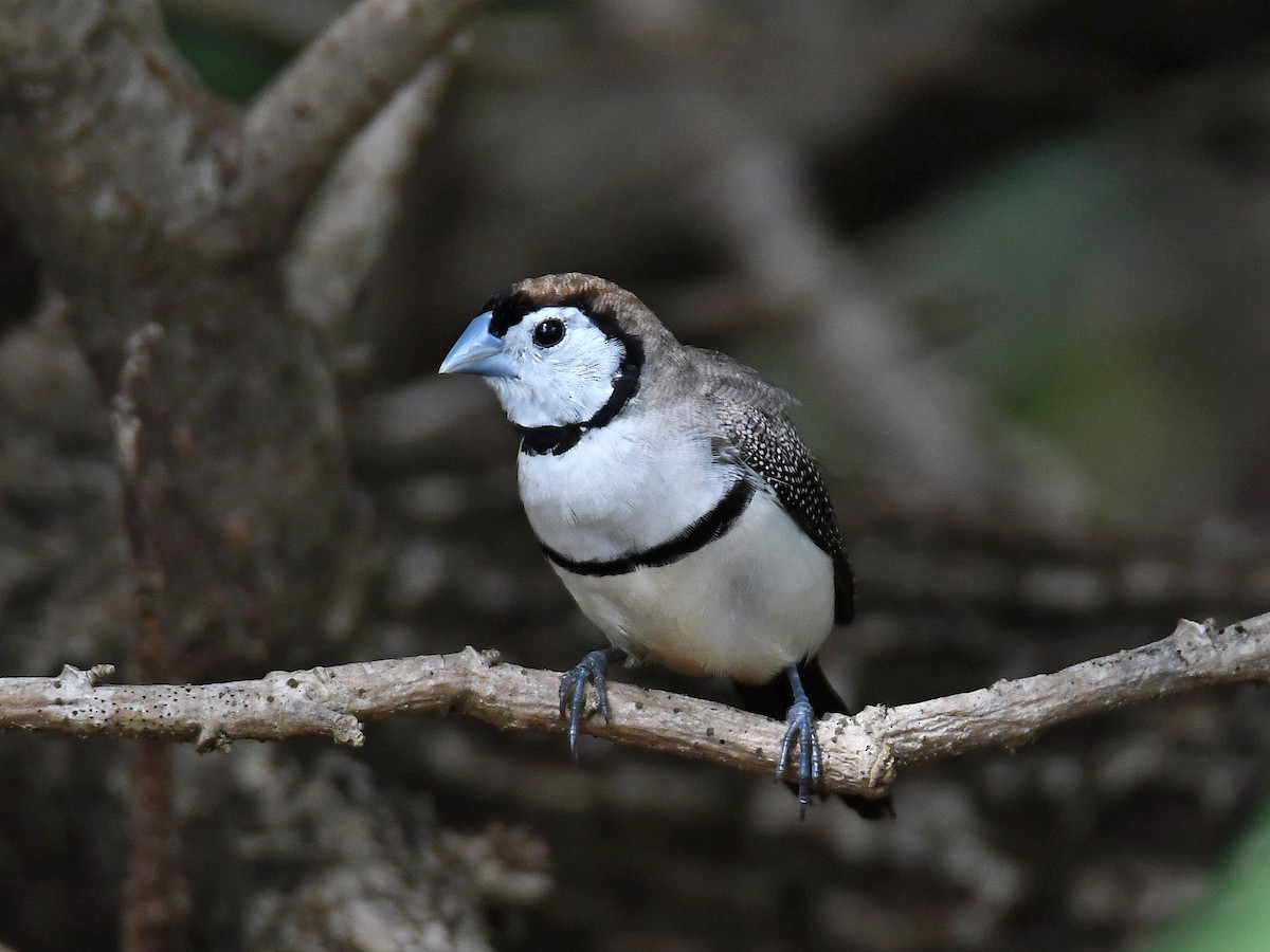 Double-barred Finch - ML616885573