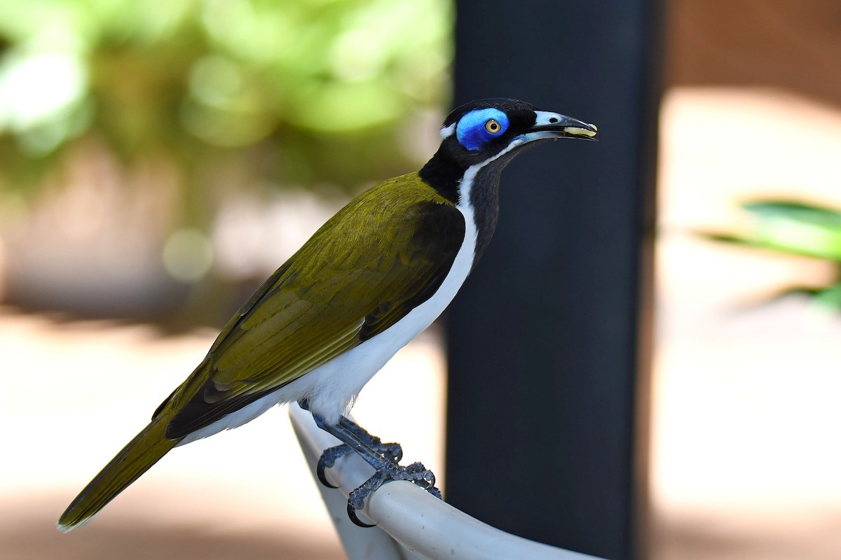 Blue-faced Honeyeater - ML616885603